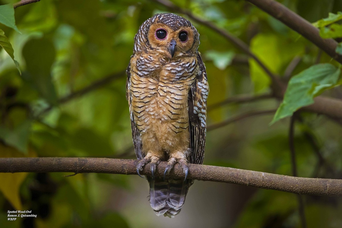 Spotted Wood-Owl - Ramon Quisumbing