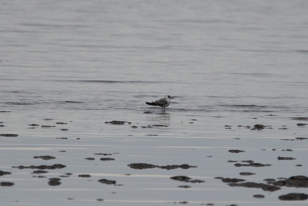 White-winged Tern - ML293042781