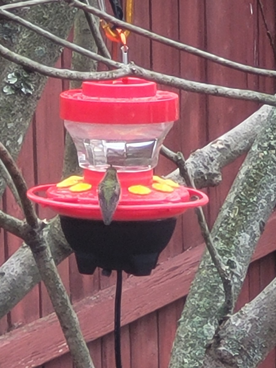 Rufous Hummingbird - ML293043581