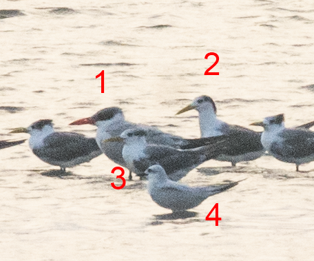 Caspian Tern - ML293045161