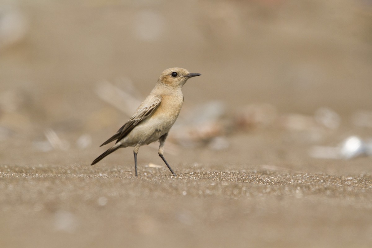 Desert Wheatear - Ramesh Shenai