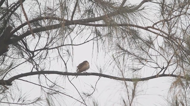 Blyth's Pipit - ML293047271