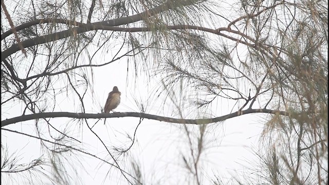 Blyth's Pipit - ML293047361