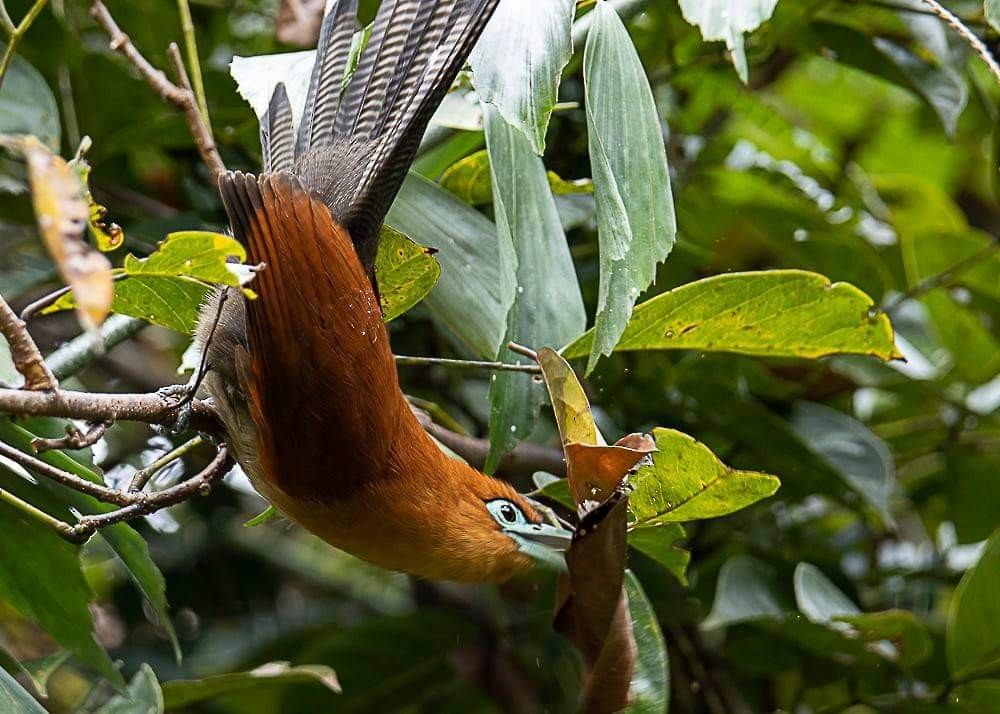 Raffles's Malkoha - ML293048901