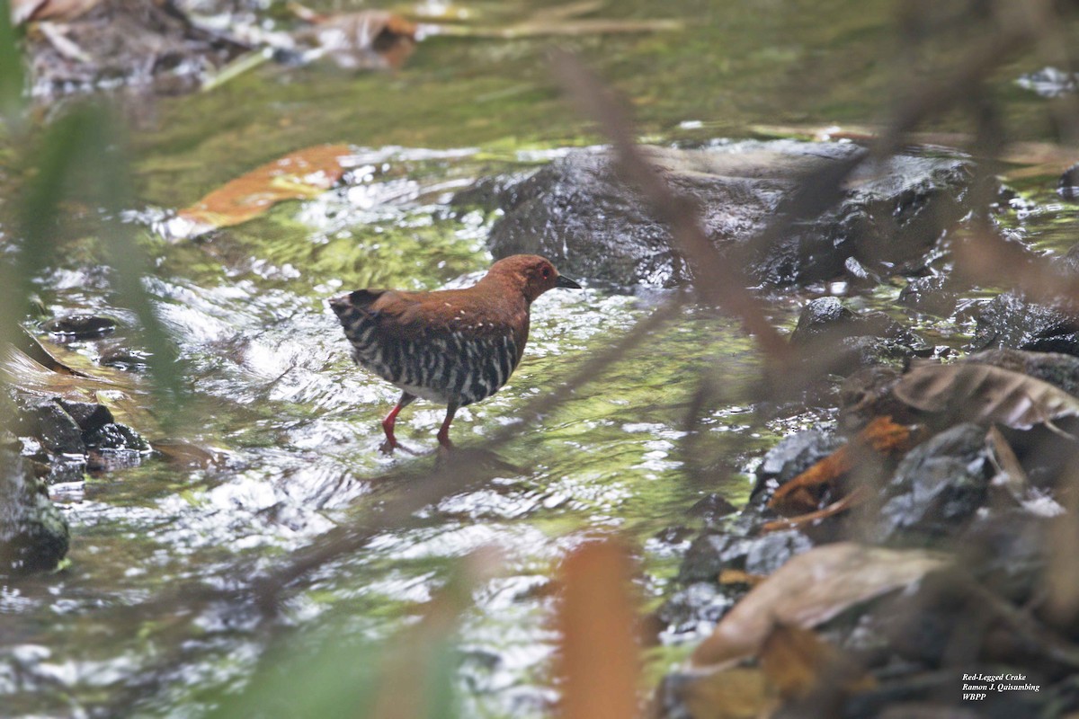 Red-legged Crake - ML293049221