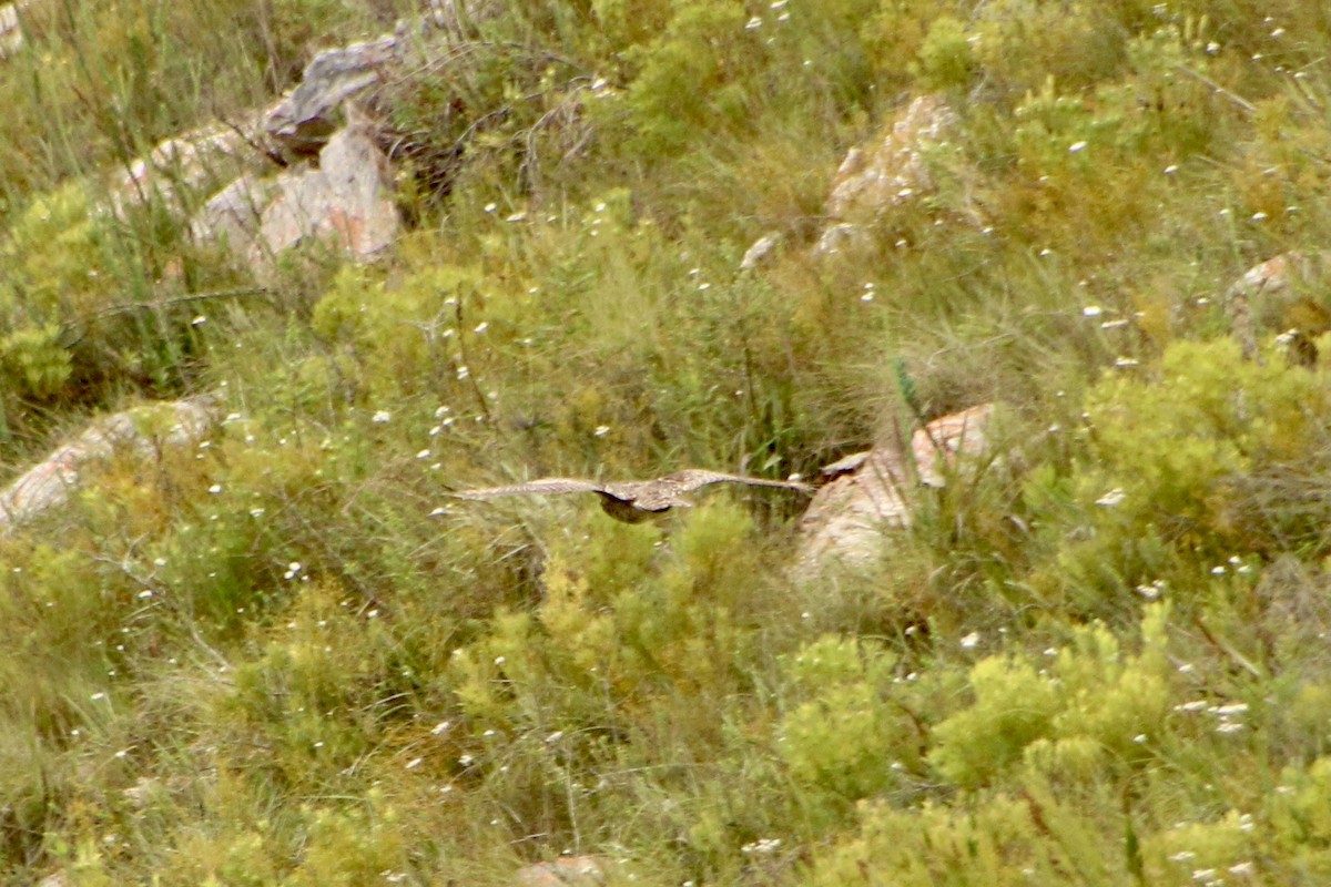Cape Eagle-Owl - ML293049831