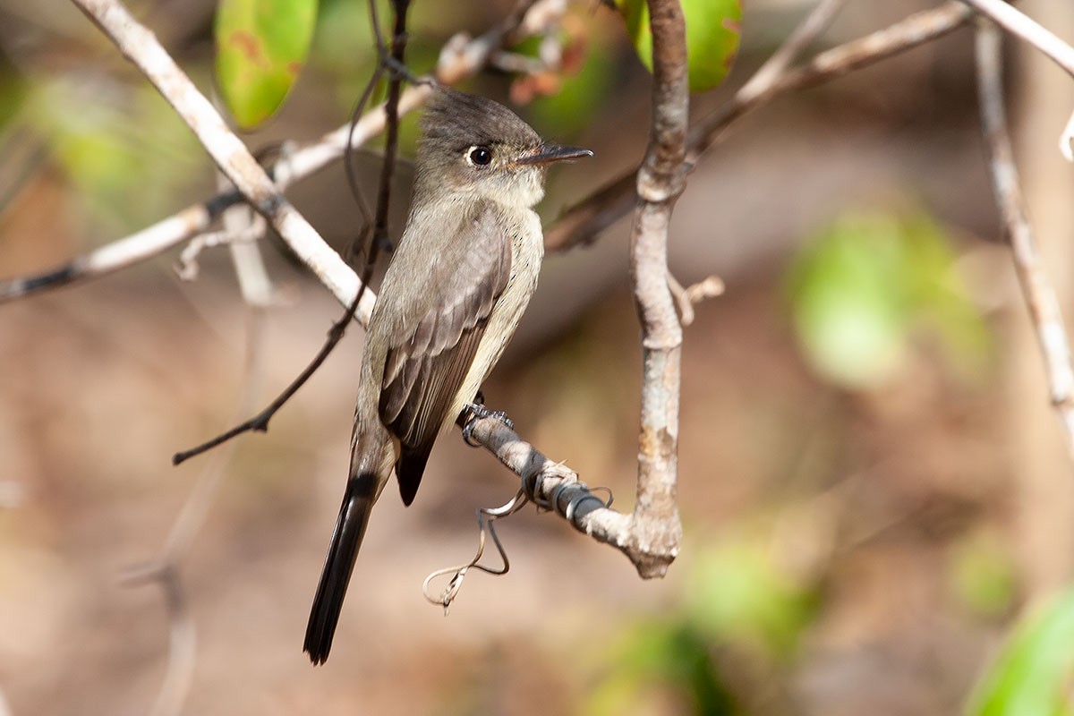 Cuban Pewee - Arthur Grosset