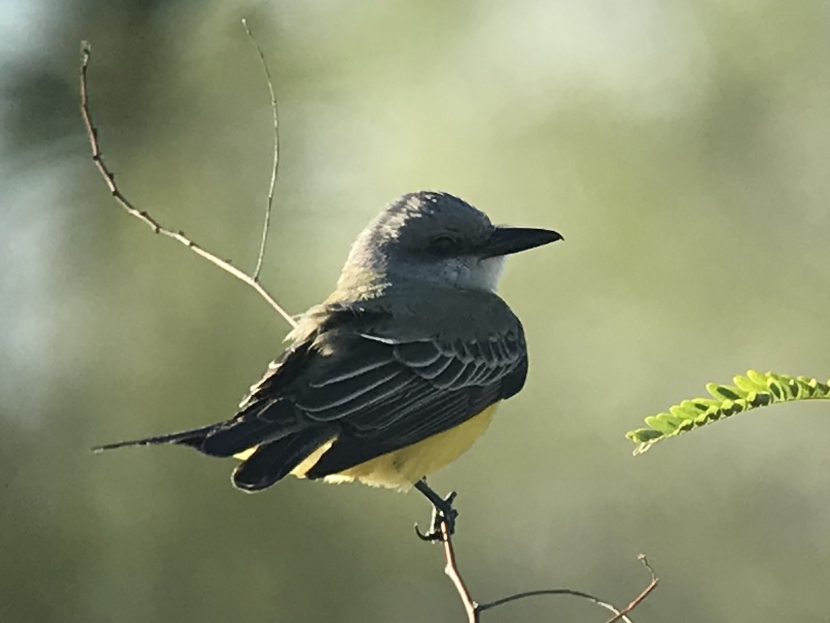 Tropical Kingbird - Daryl Bernard