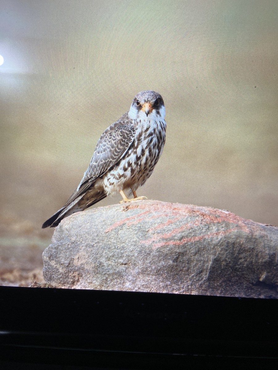 Amur Falcon - ML293051561