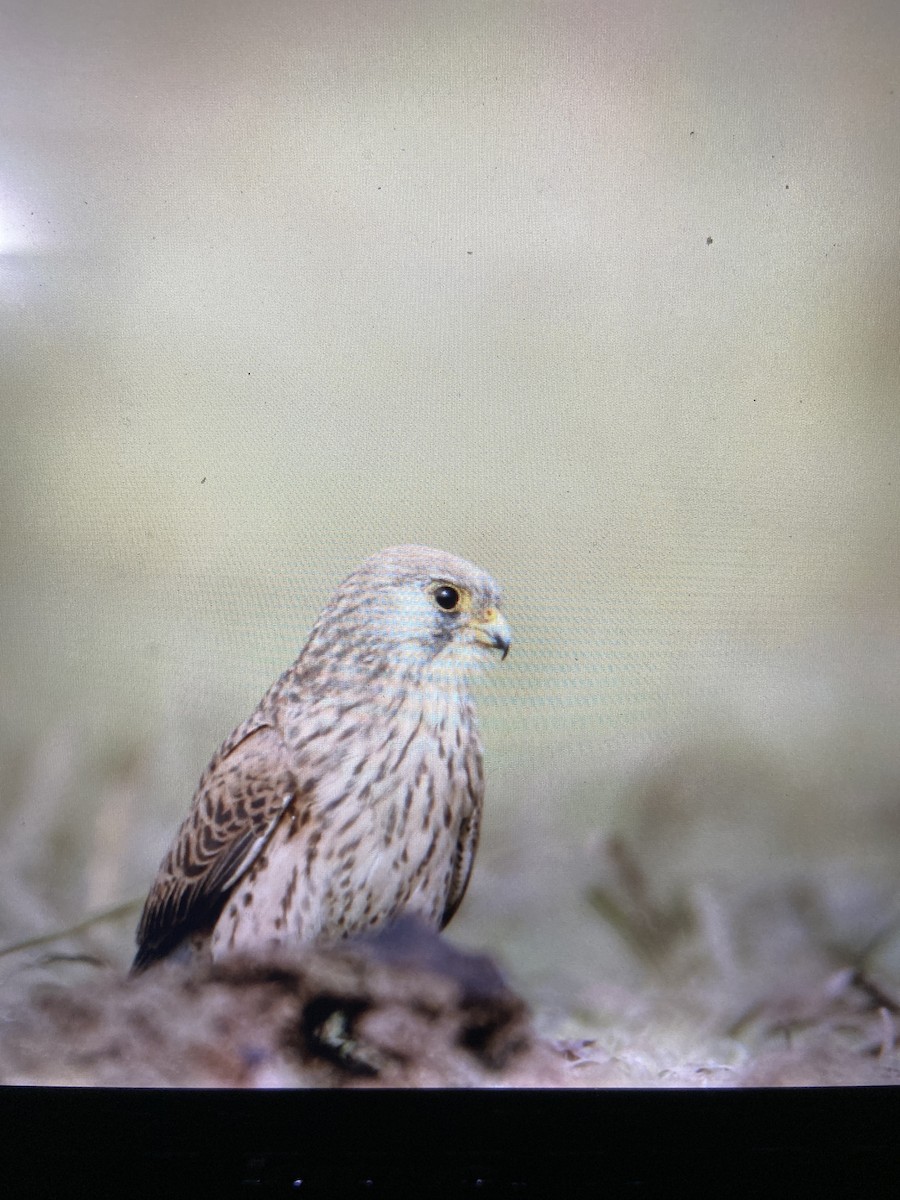 Lesser Kestrel - ML293051621
