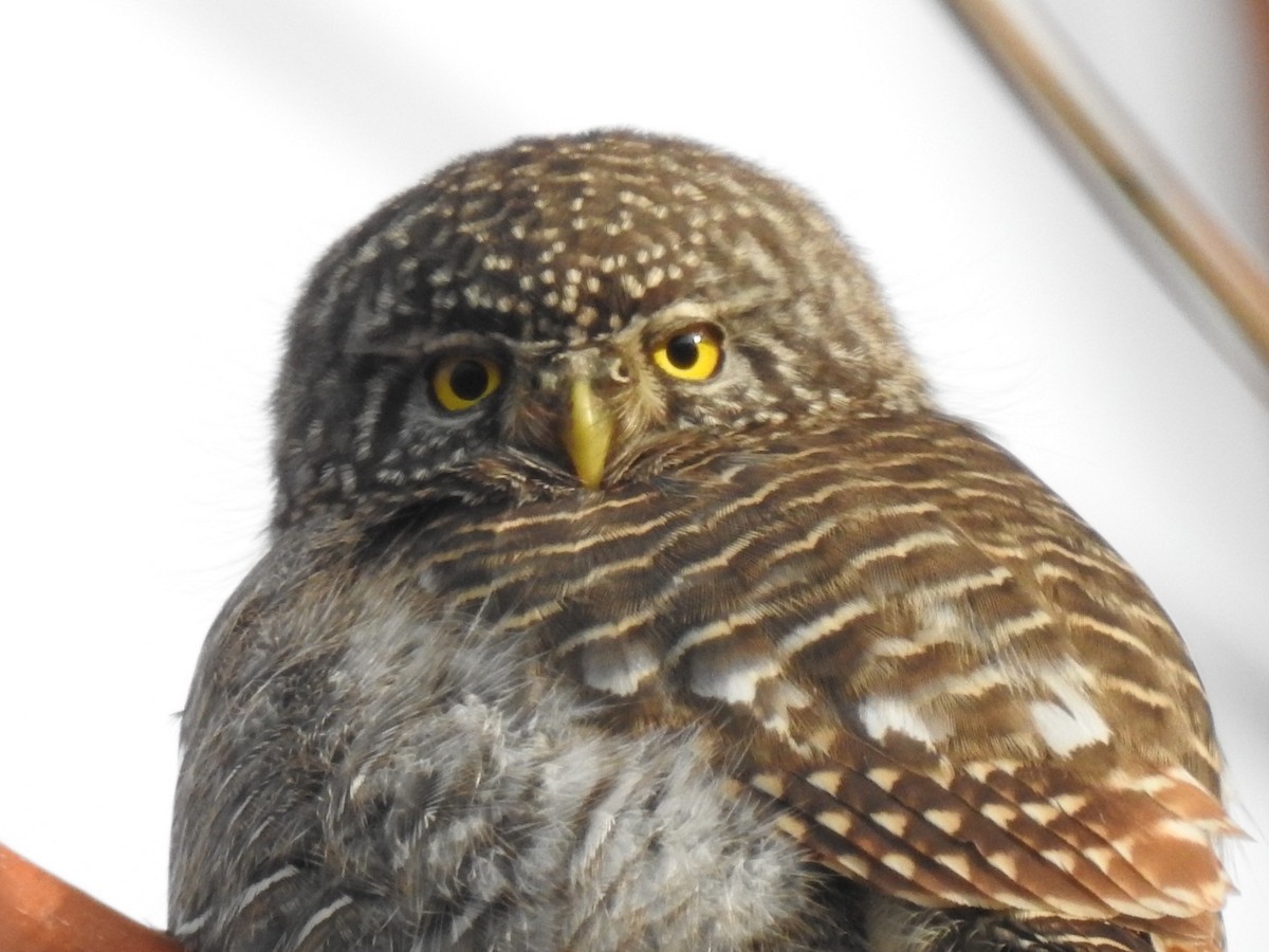 Collared Owlet - Mohd Feroz