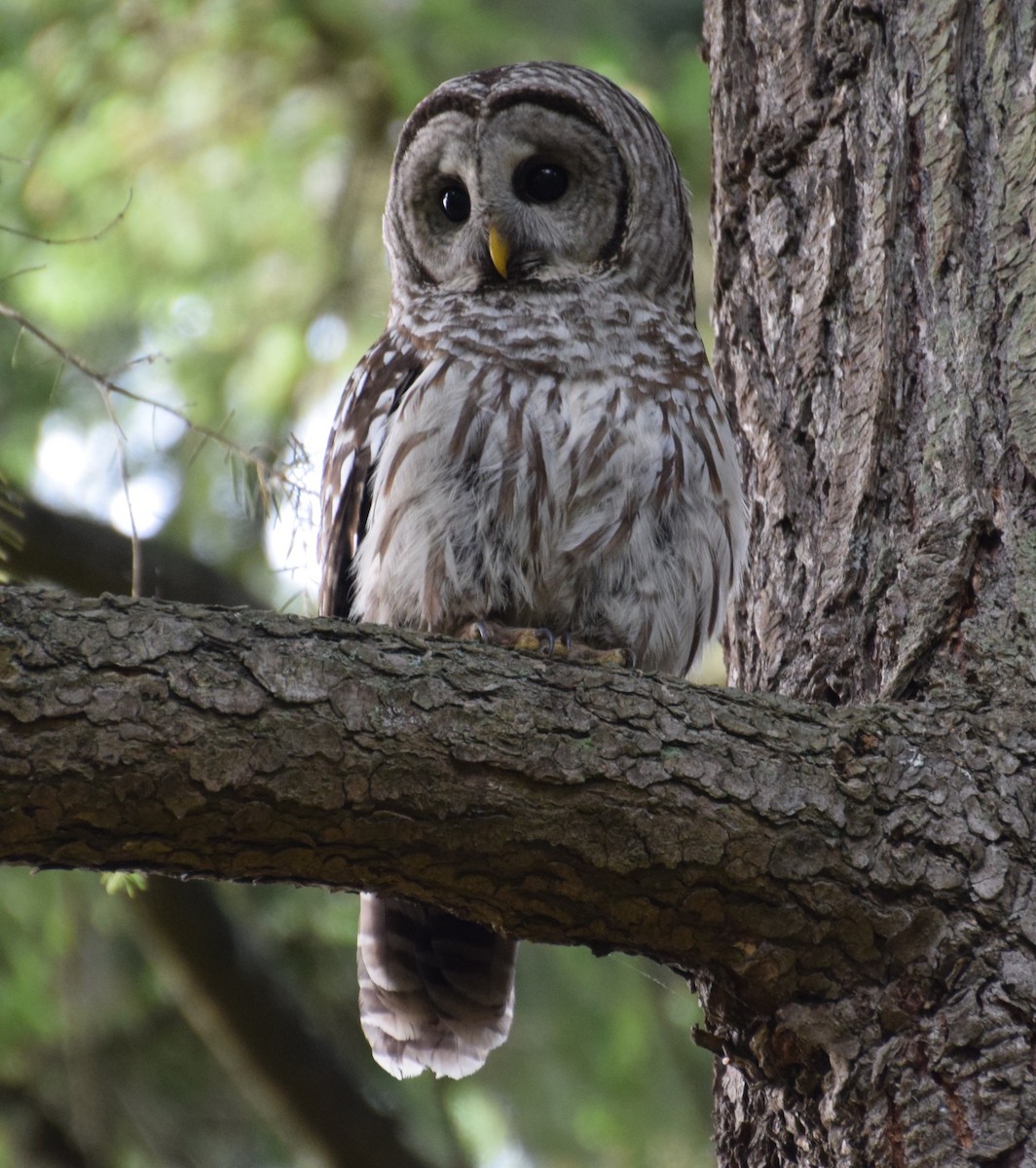 Barred Owl - Brian Deans