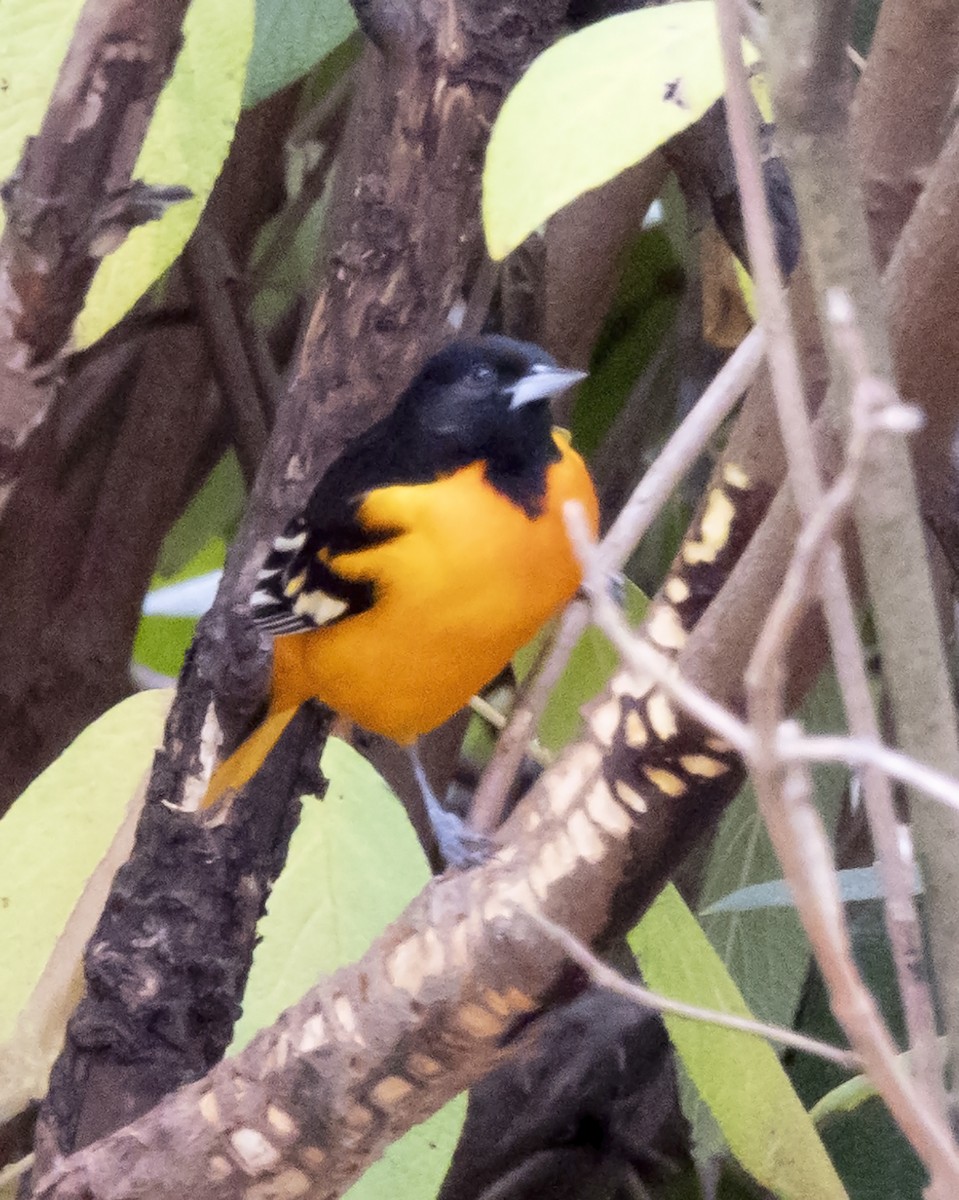 Baltimoretrupial - ML293053591