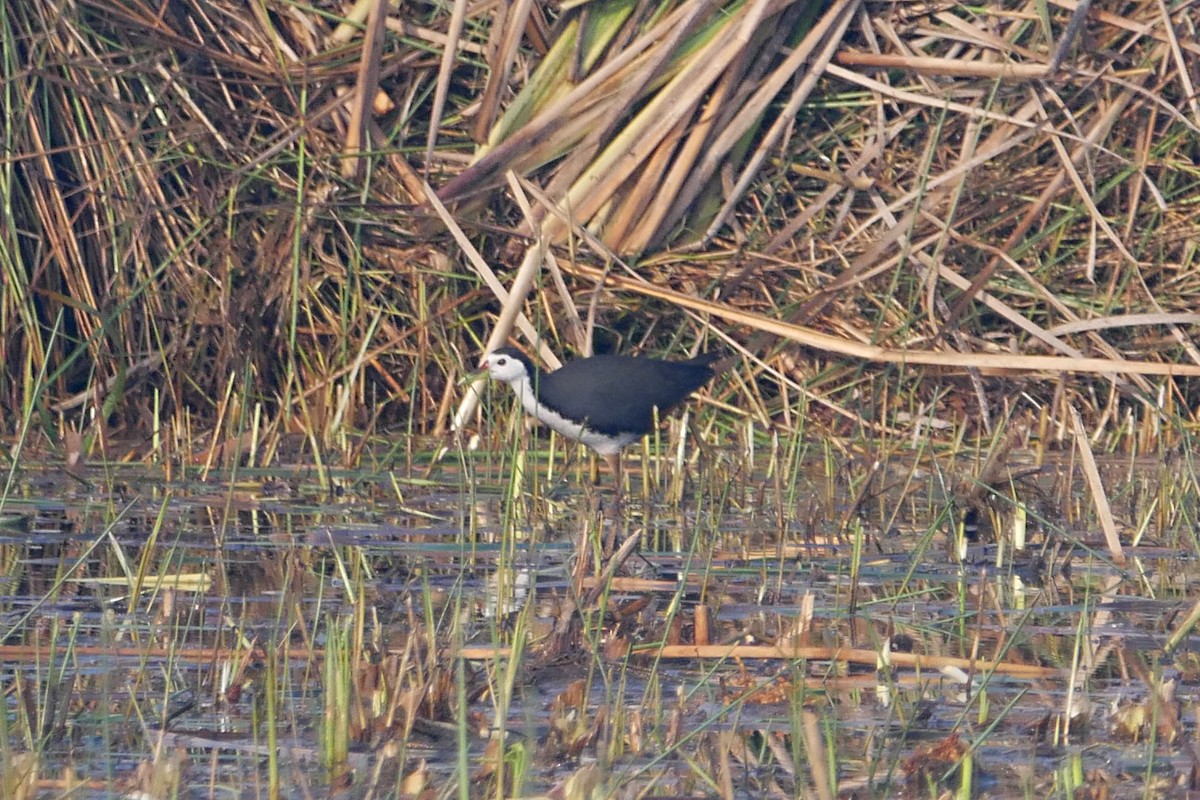 White-breasted Waterhen - ML293053801