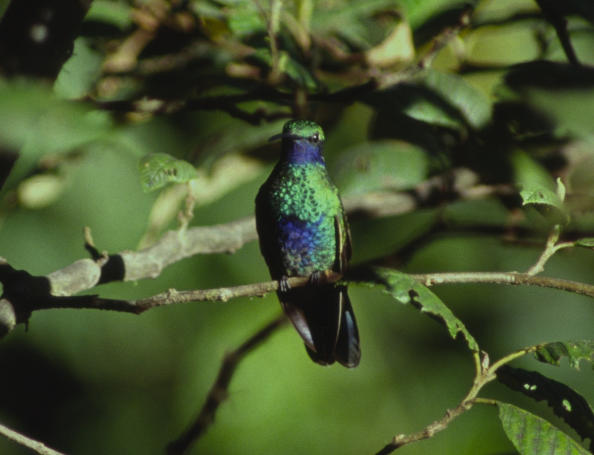 kolibřík modrolící - ML293054091