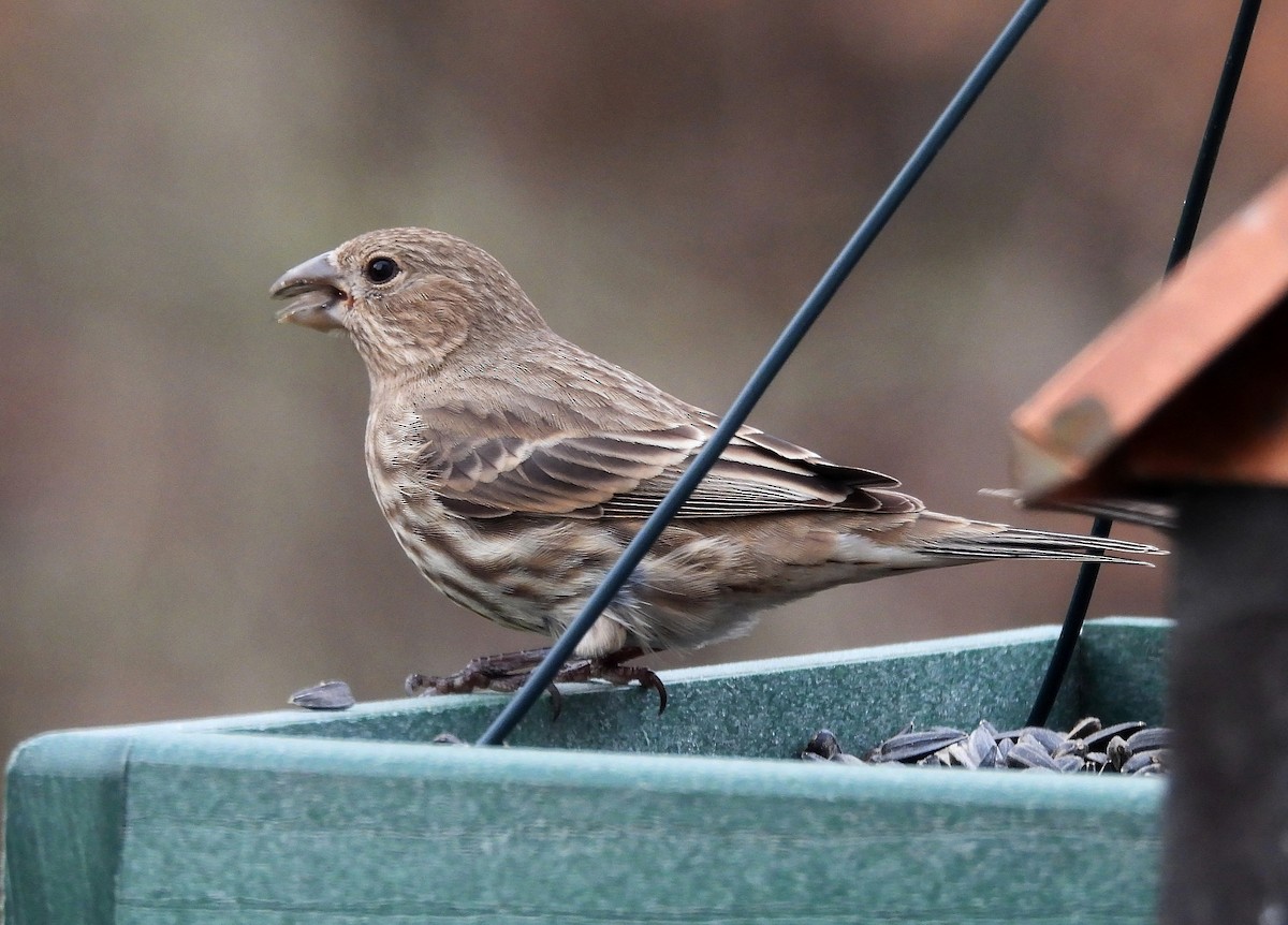 House Finch - Jesse Adkins