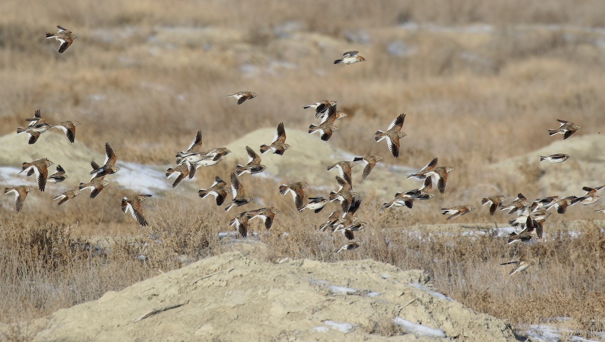 White-winged Lark - Bassel Abi Jummaa