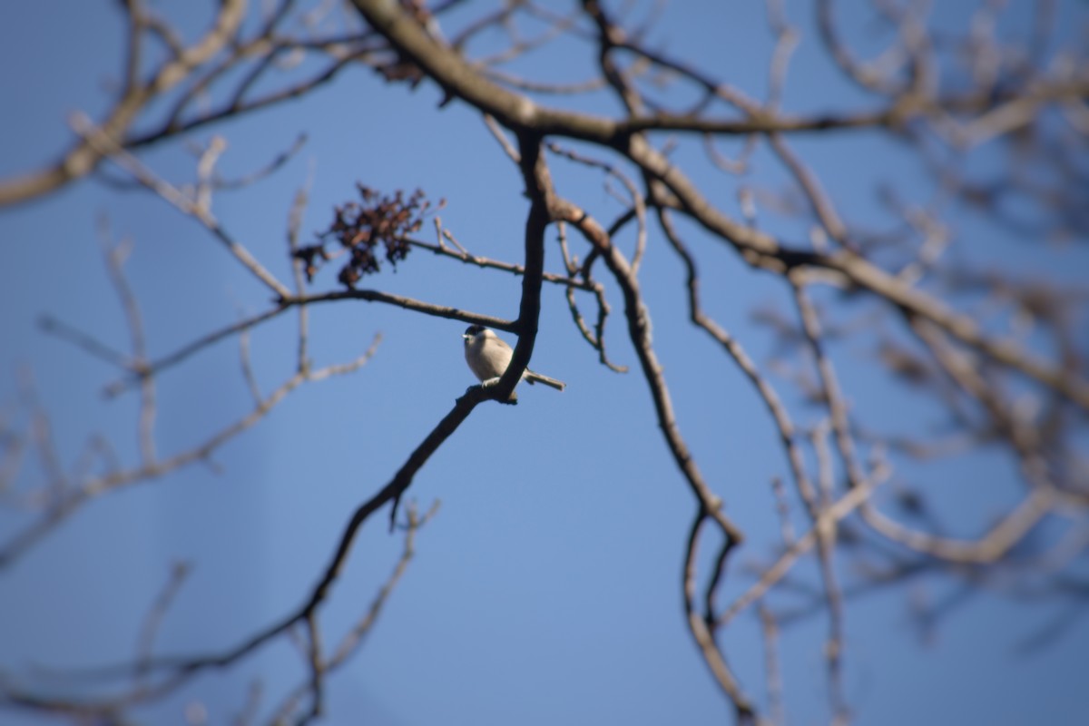 ハシブトガラ - ML293056451
