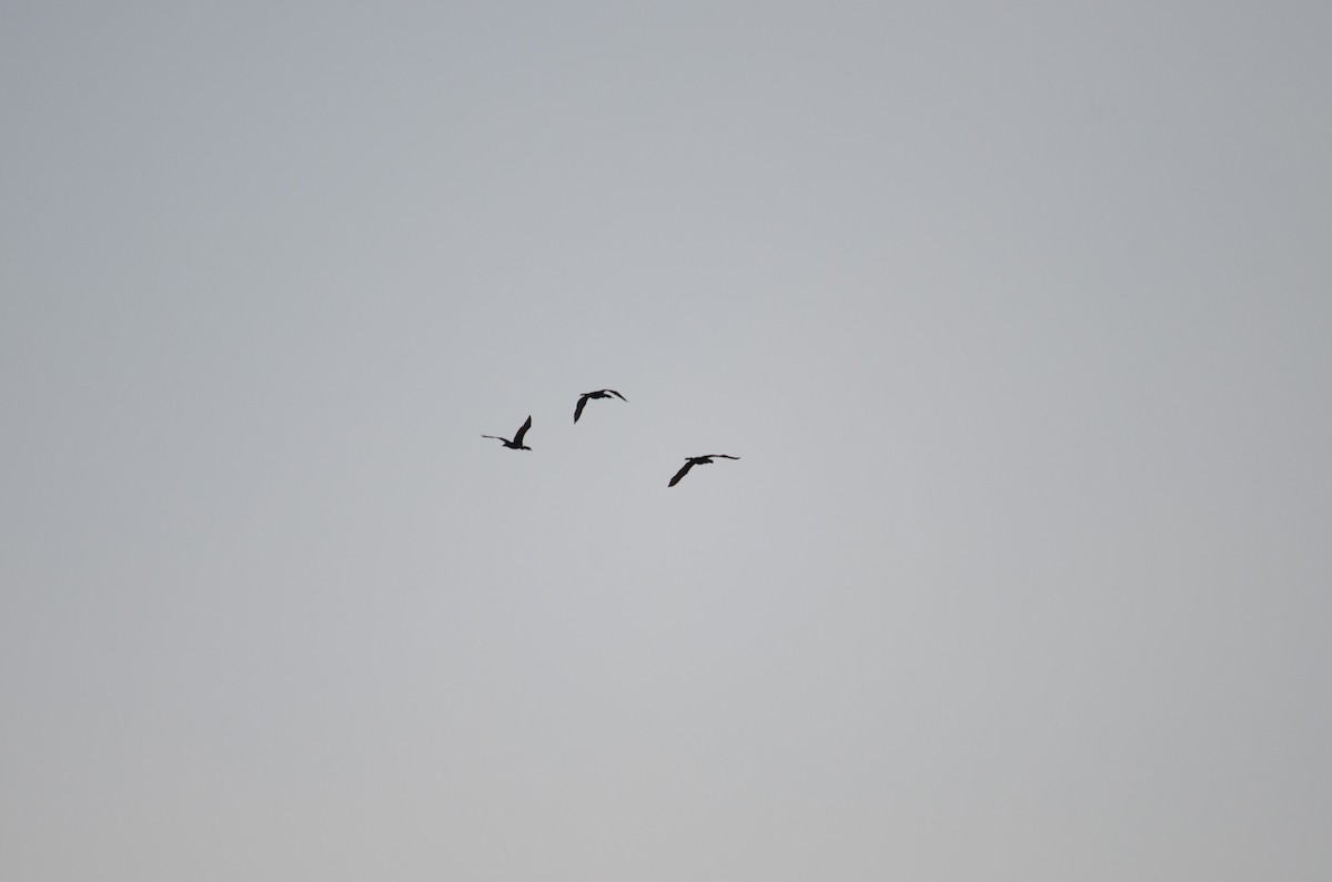 Double-crested Cormorant - ML29305651