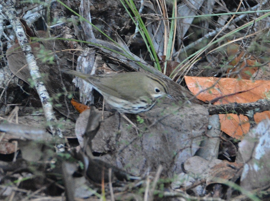 Ovenbird - ML293058771