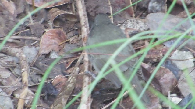 Black-faced Grassquit - ML293059441