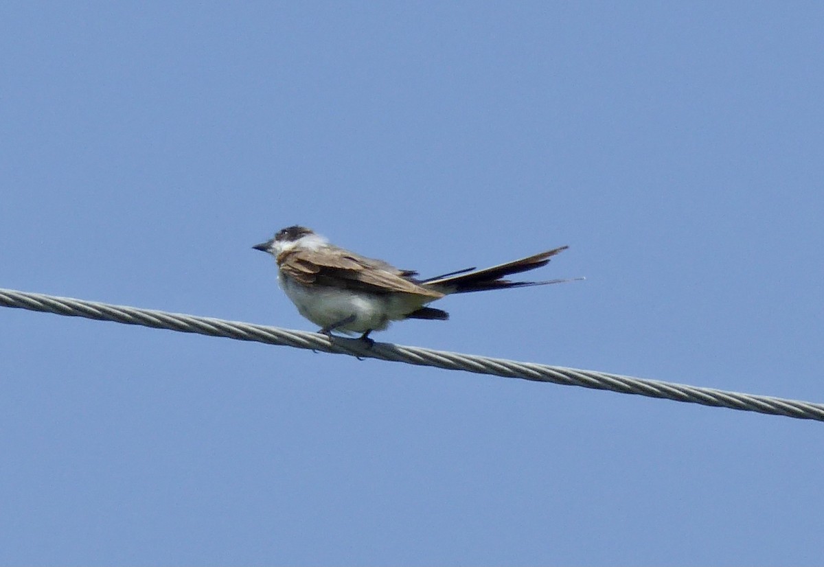 Fork-tailed Flycatcher - ML293059841