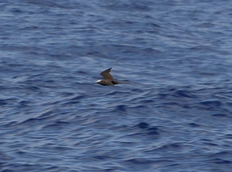 Black Noddy (melanogenys) - ML293060601