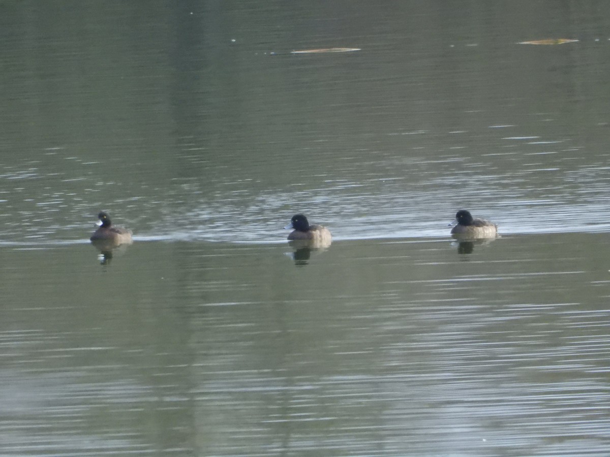 Tufted Duck - ML293060801