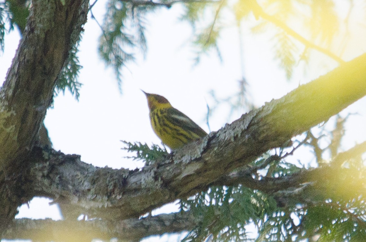 Cape May Warbler - ML29306281