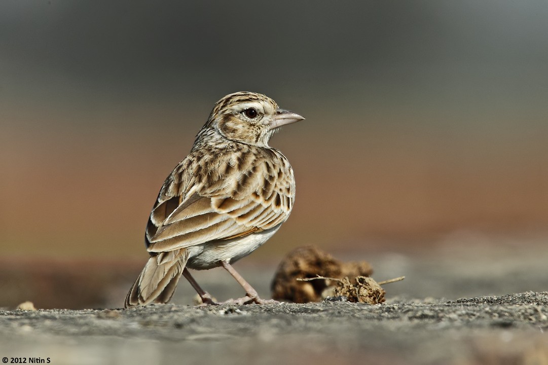 Indian Bushlark - ML293065301