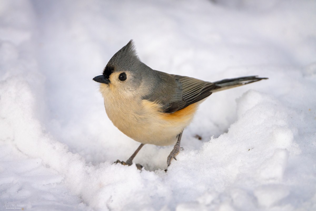 Tufted Titmouse - James Johnston