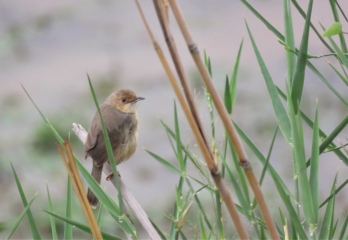 Red-faced Cisticola (Red-faced) - ML293067771