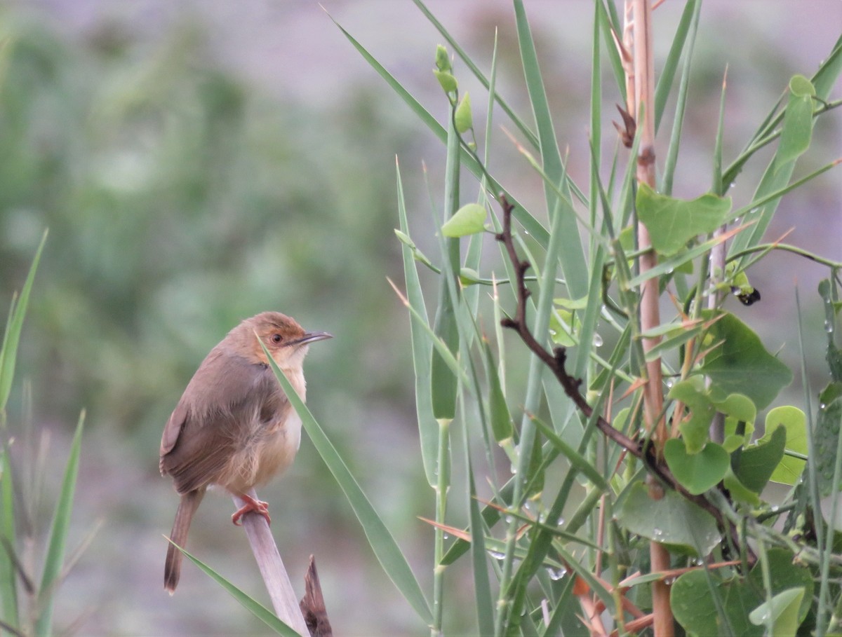 Red-faced Cisticola (Red-faced) - ML293067781
