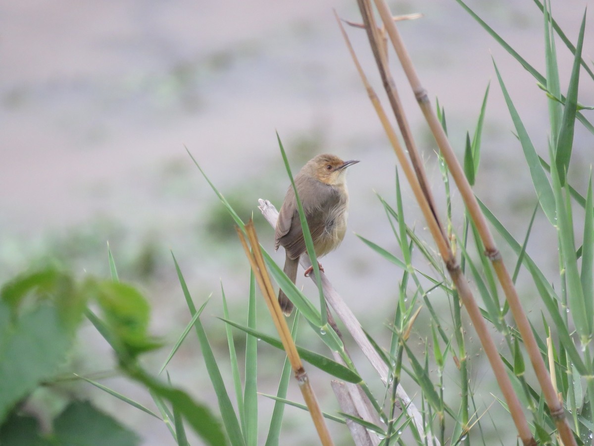 Red-faced Cisticola (Red-faced) - ML293067791