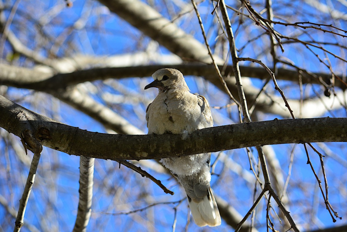 Eurasian Collared-Dove - ML293068741