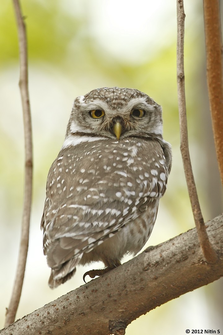 Spotted Owlet - ML293072851