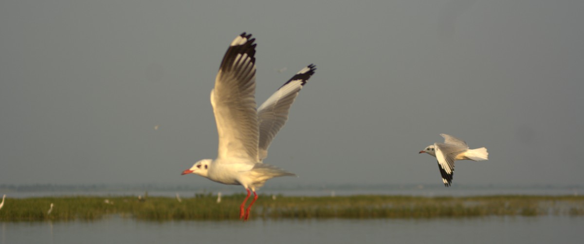 Brown-headed Gull - ML293072891