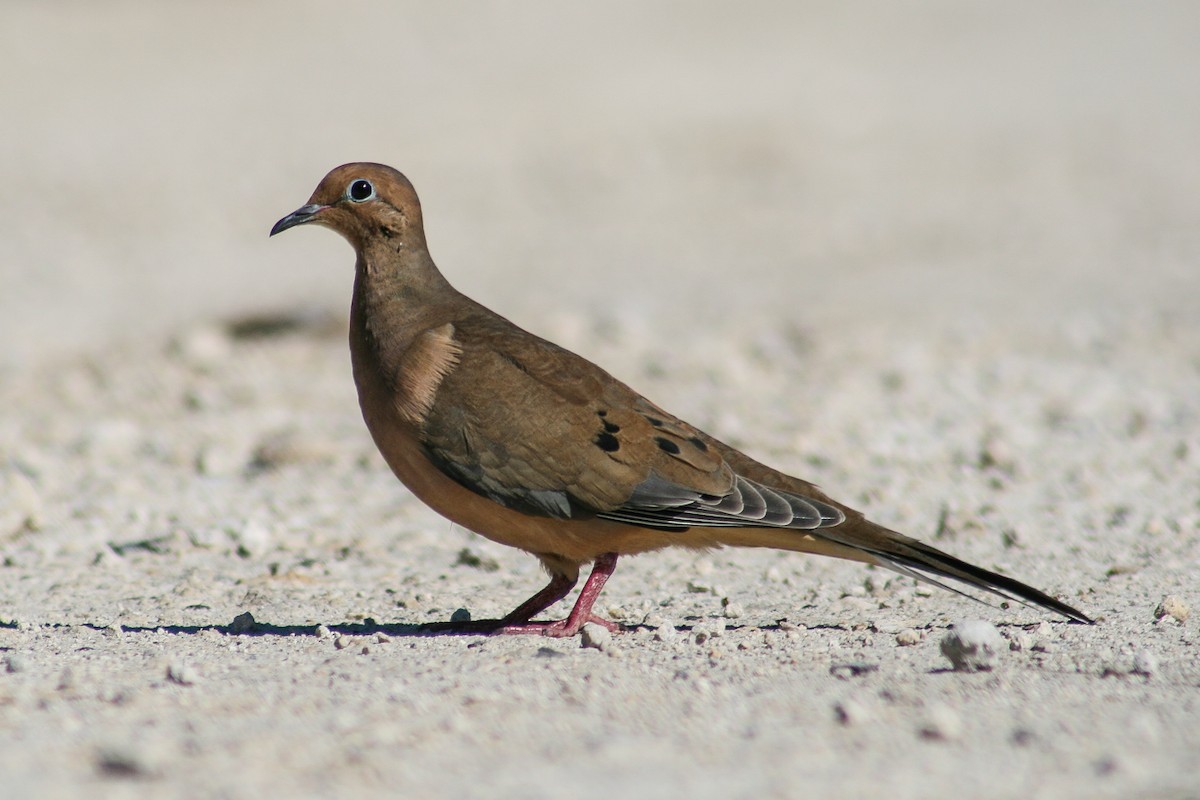 Mourning Dove - ML293074491