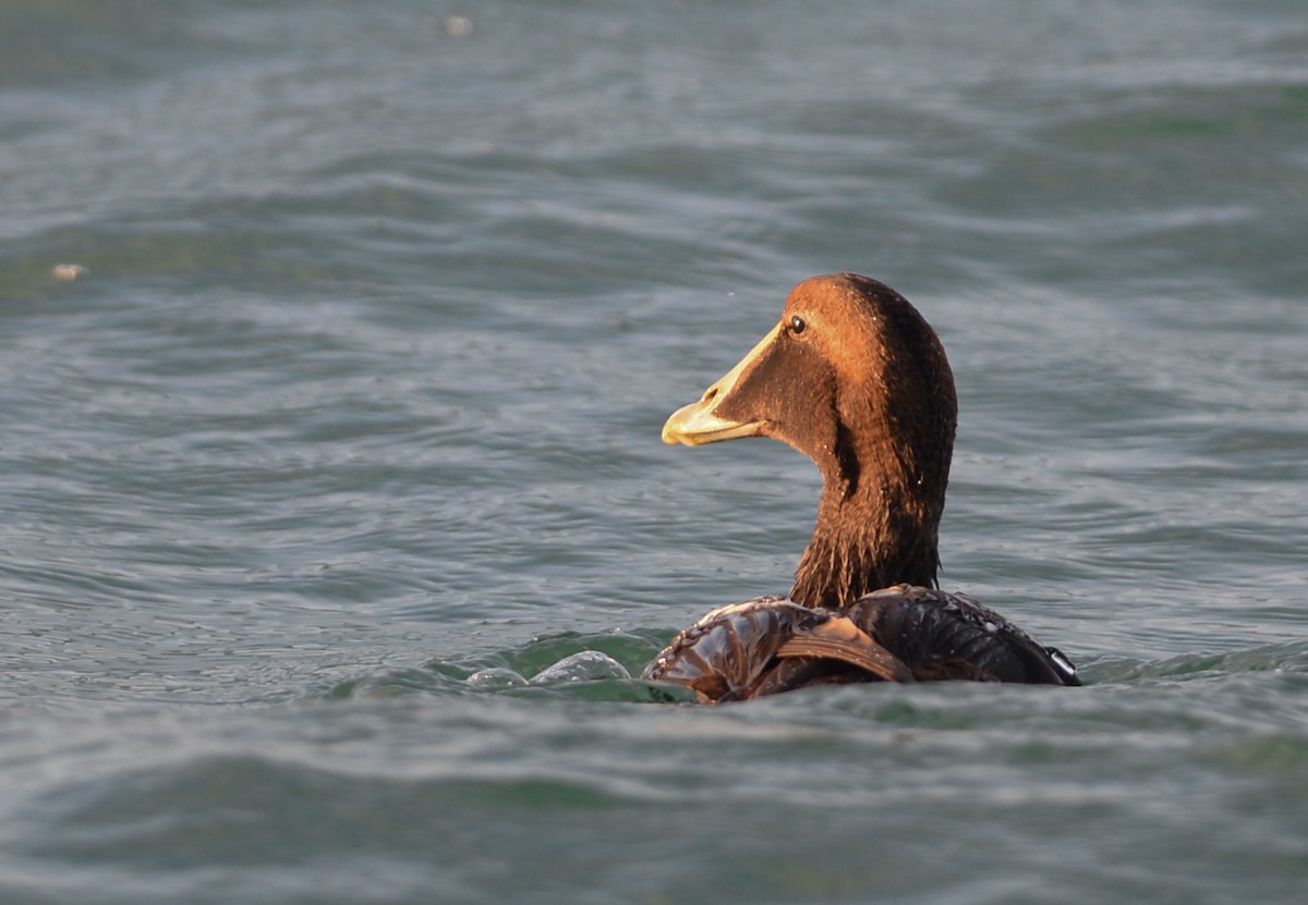 Eider arrunta - ML293074771