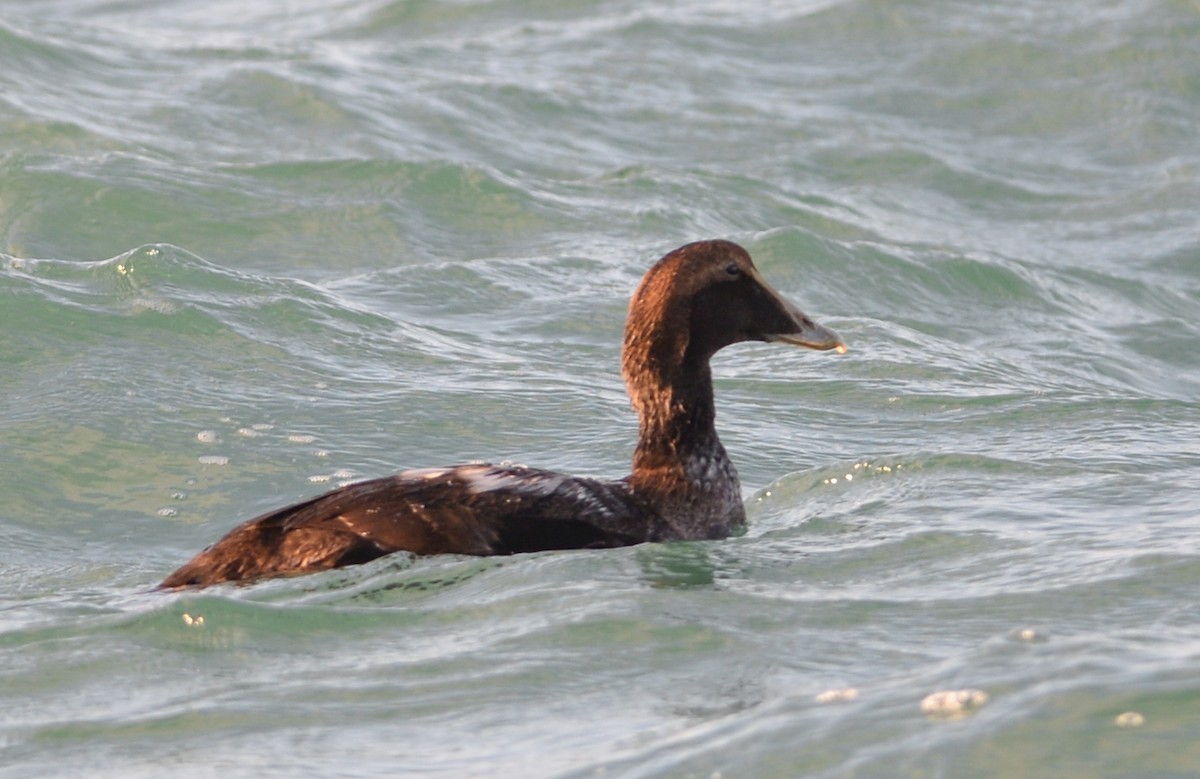 Common Eider - ML293074781