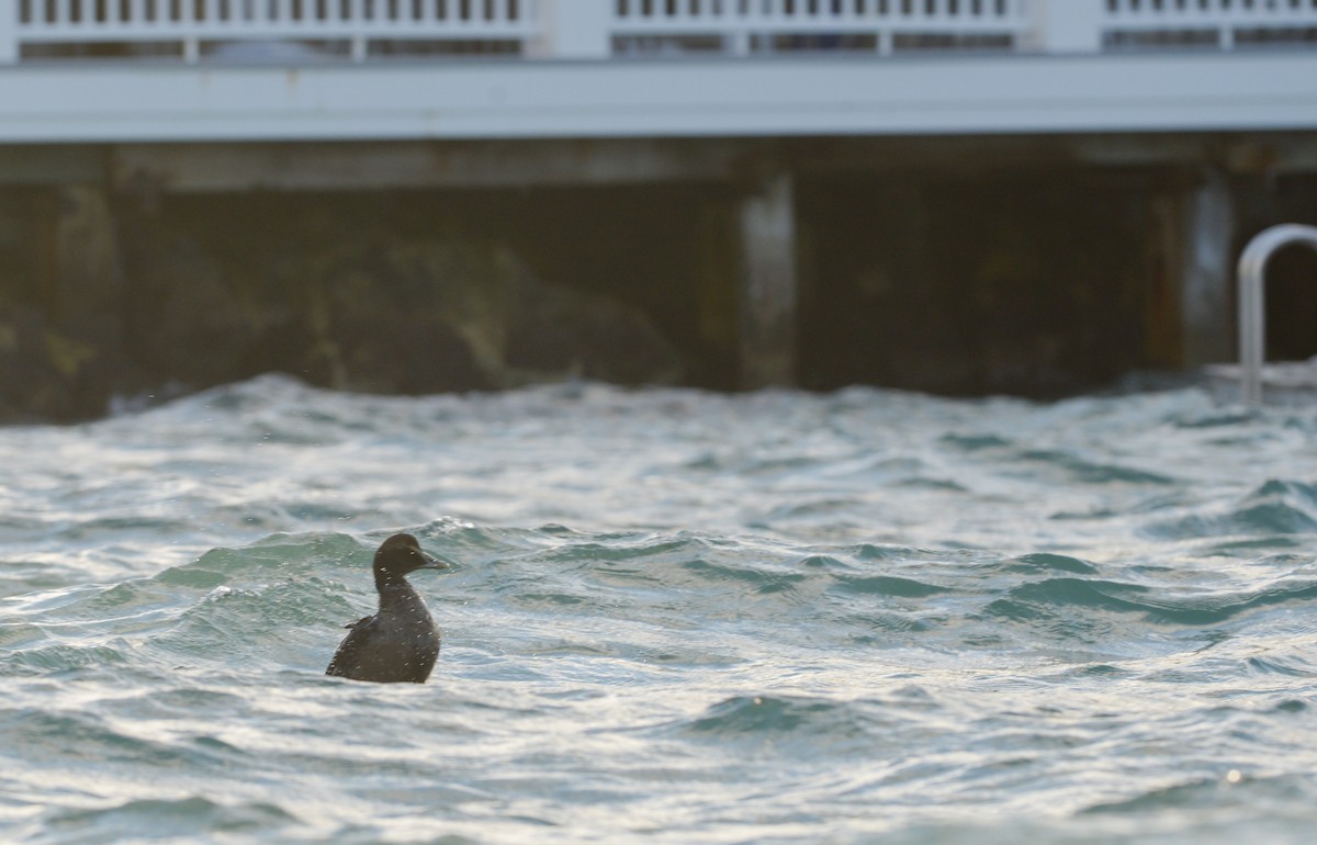 Common Eider - ML293074821