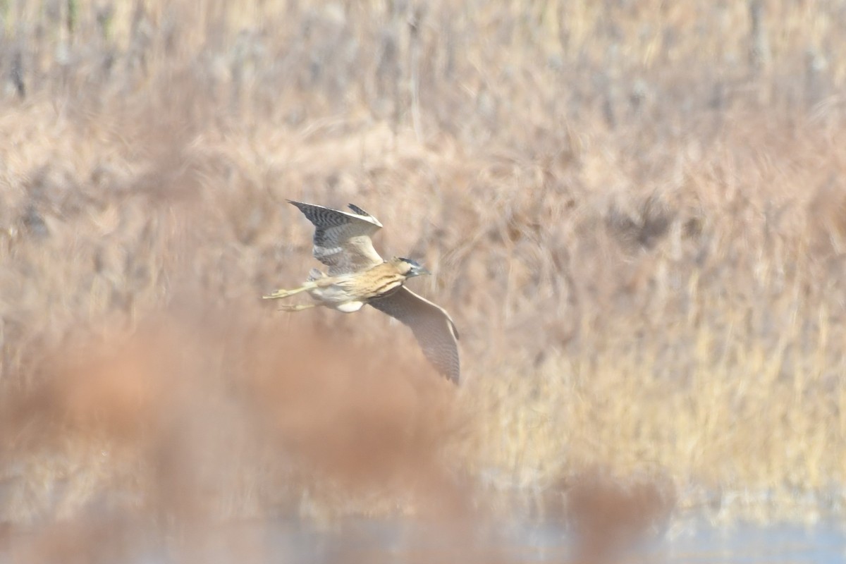 Great Bittern - ML293075581