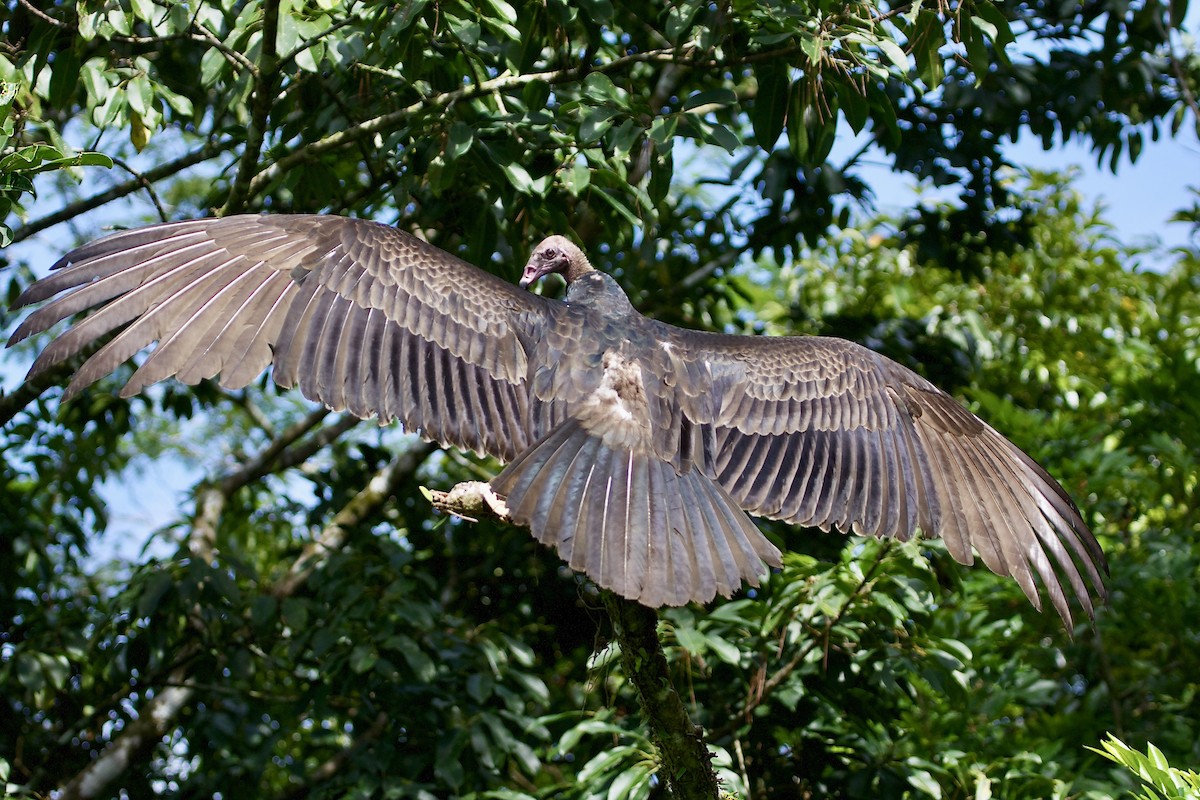 Black Vulture - ML293077081