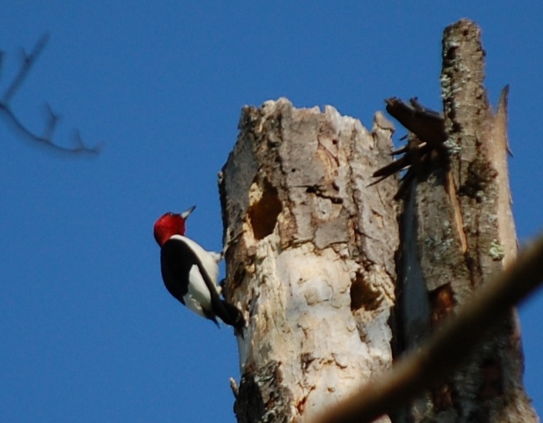 Pic à tête rouge - ML29308071