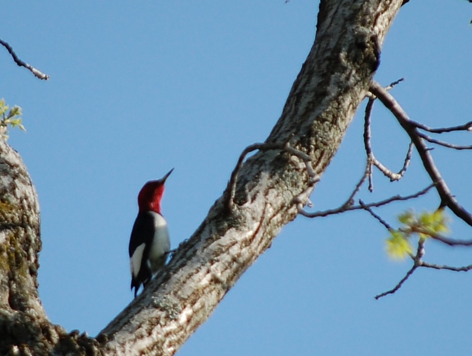 Pic à tête rouge - ML29308081