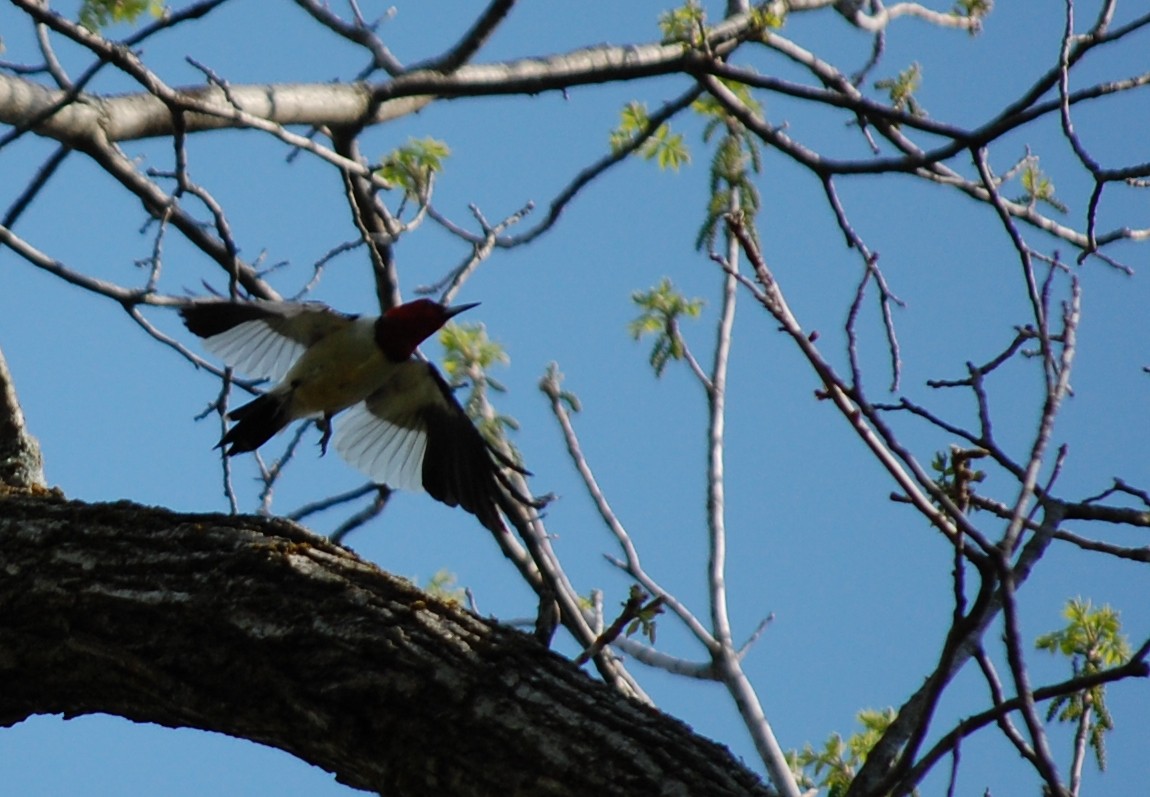 Red-headed Woodpecker - ML29308111