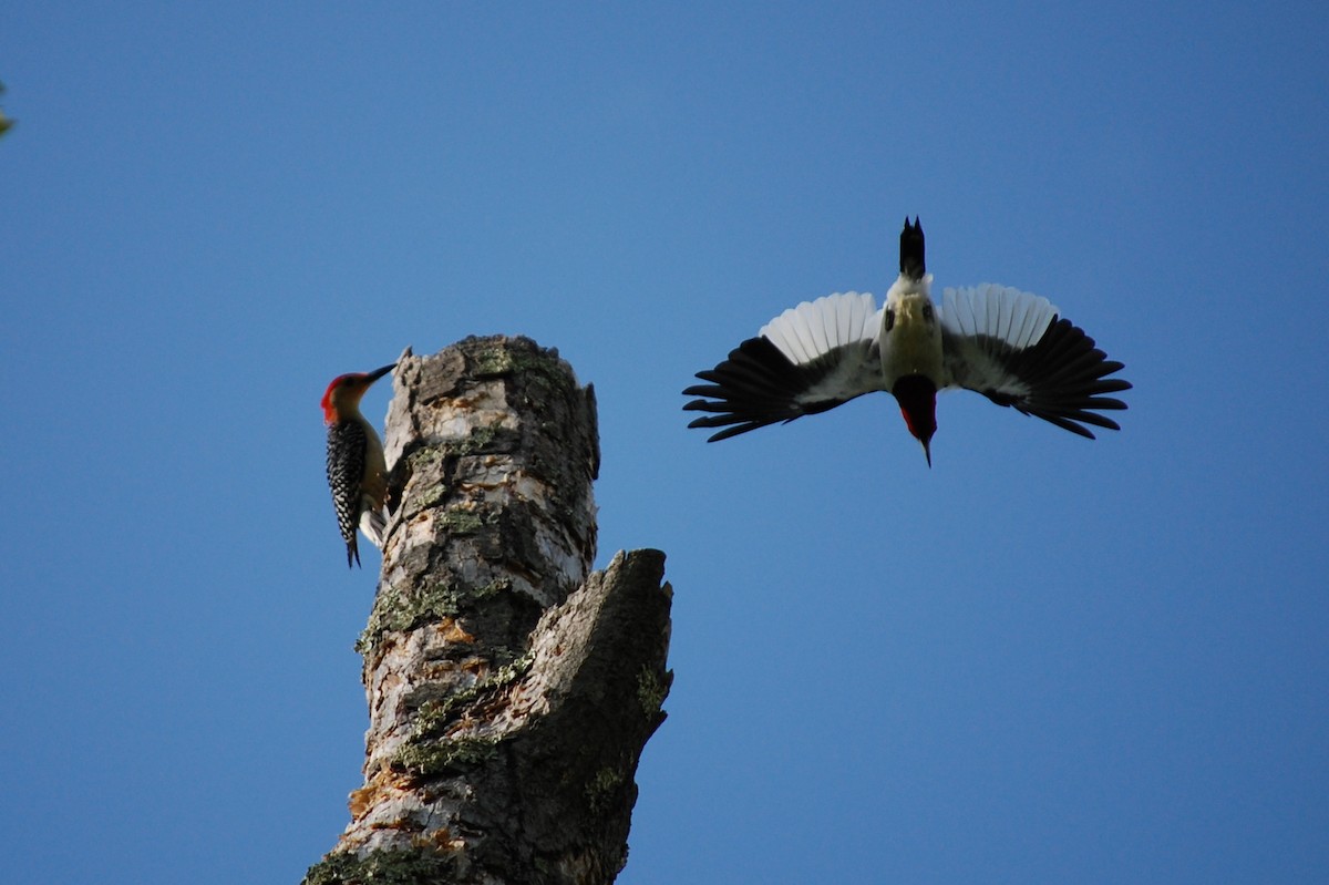 Red-headed Woodpecker - ML29308121