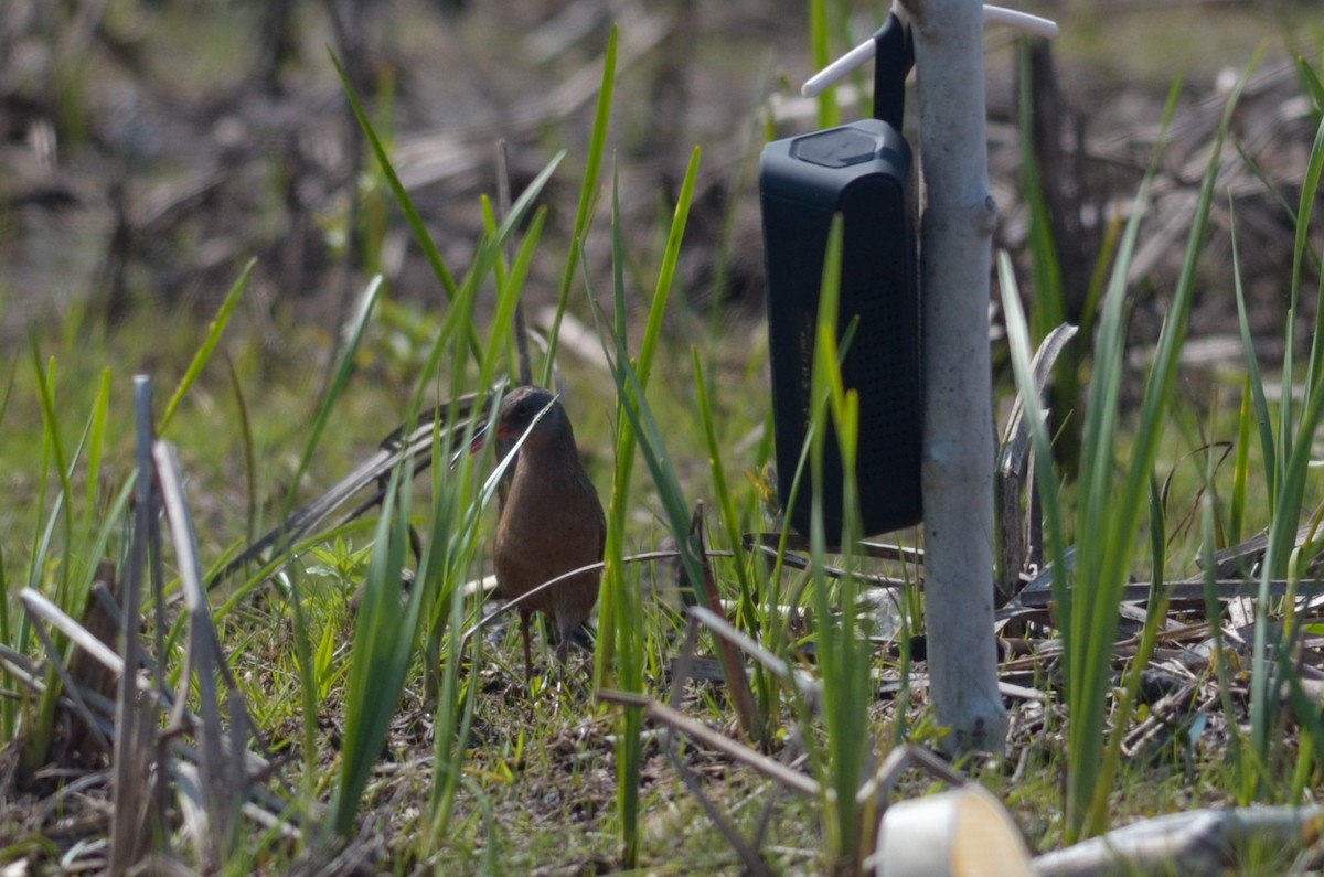 Virginia Rail - ML29308371