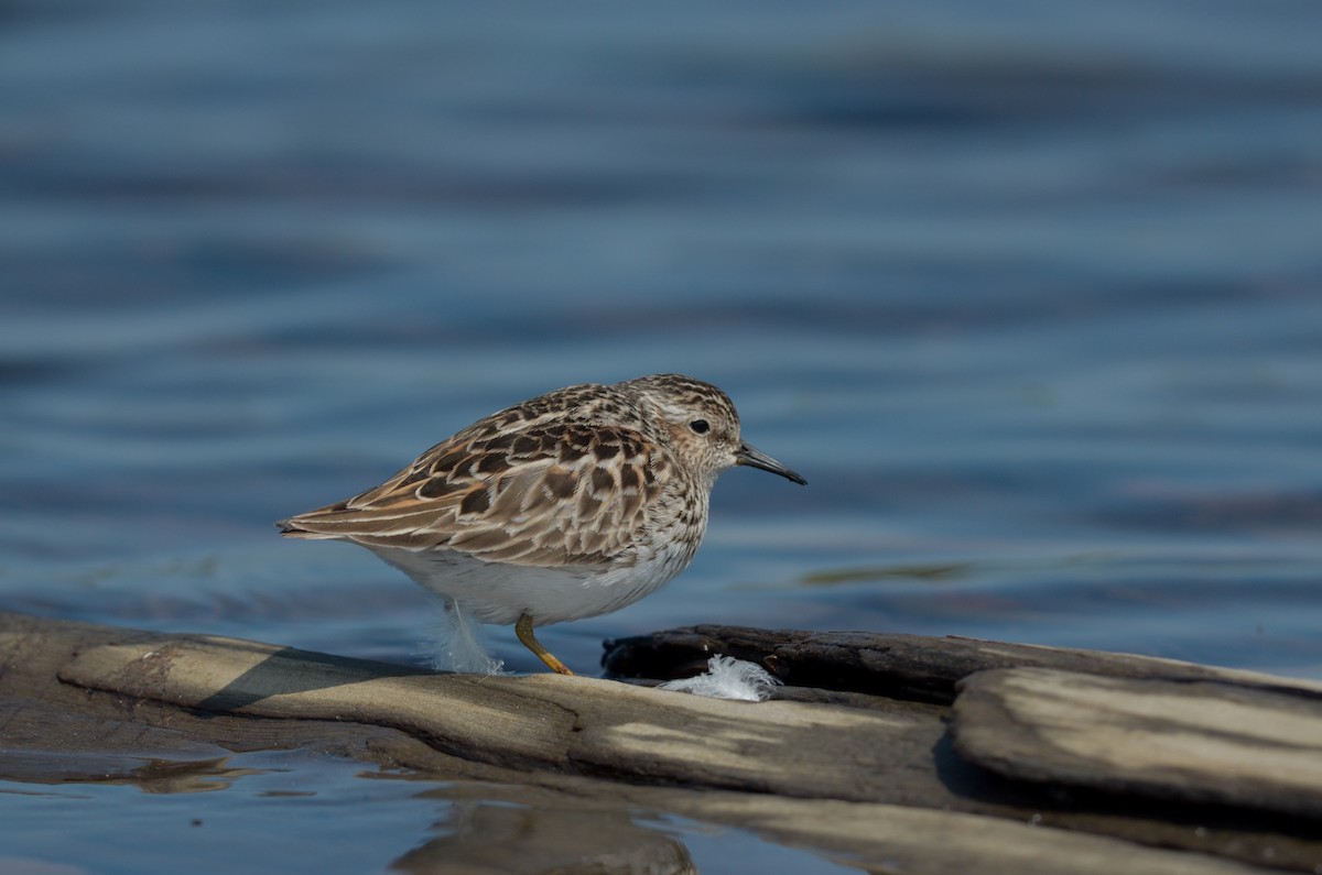 Least Sandpiper - Nathaniel Sharp