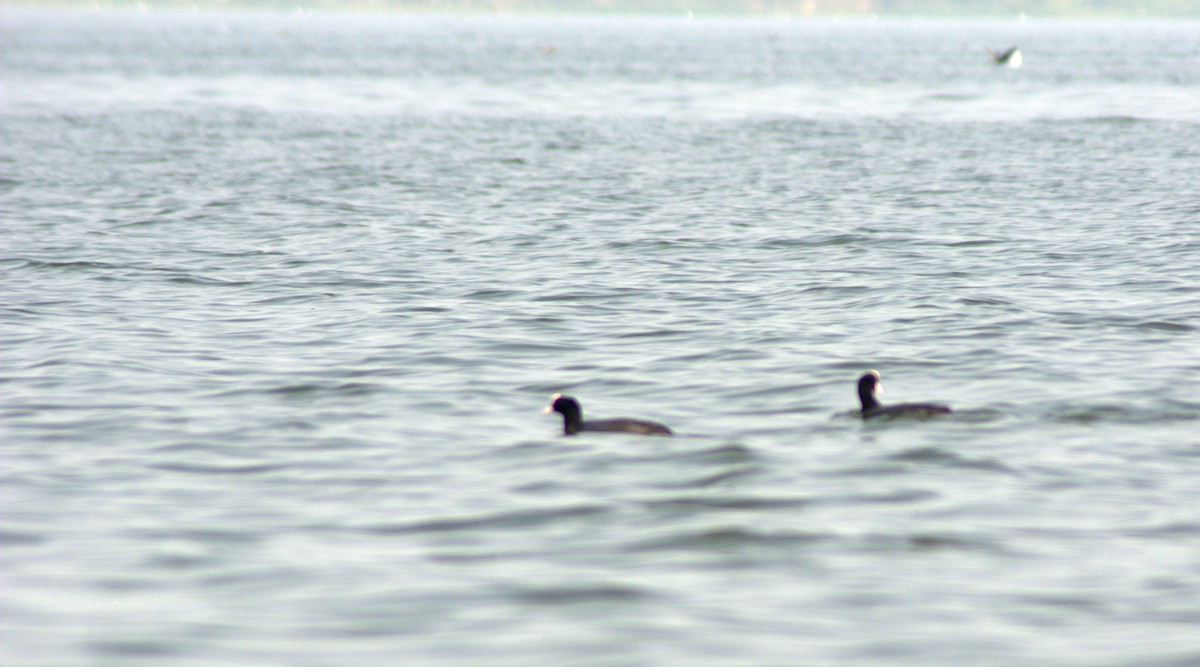 Eurasian Coot - ML293084151